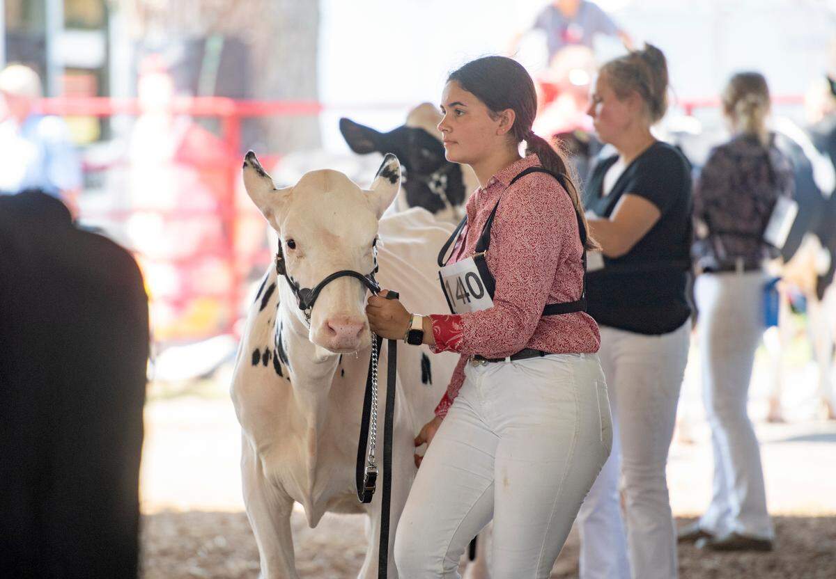 Fall calves are shown Tuesday during the open dairy show at the Centre County Grange Fair.