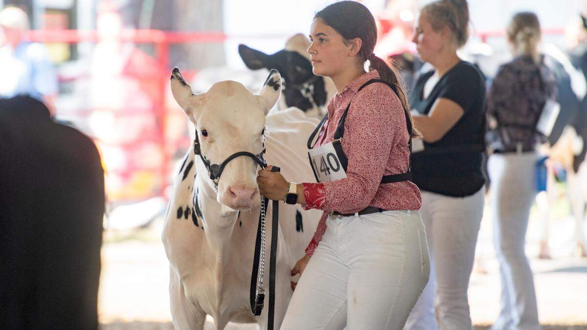Fall calves are shown during the open dairy show at the Centre County Grange Fair on Tuesday, Aug. 24, 2021.