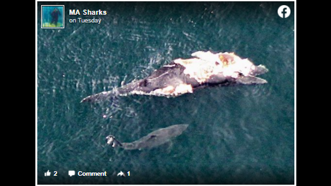 This great white shark has been estimated at anywhere from 17 to 18 feet in length in the days since the images were shared by shark researcher John Chisholm.