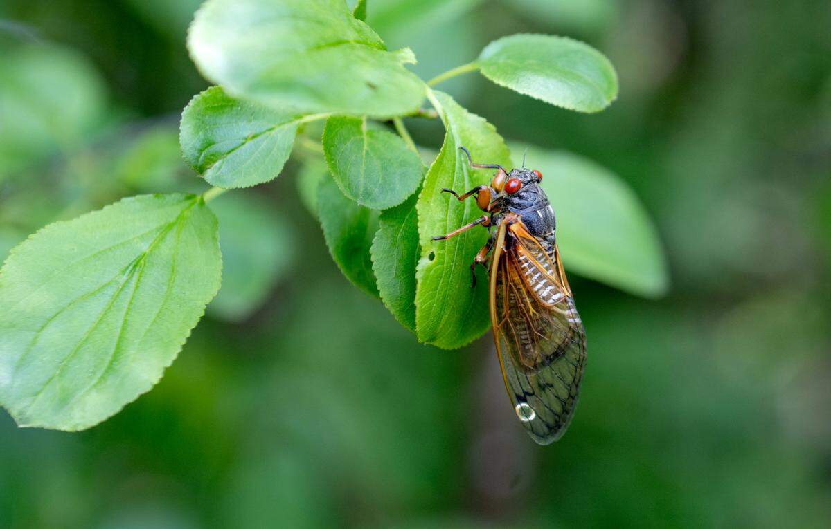 A Brood XIV cicada on a tree in Bellefonte on Tuesday, June 3, 2025.