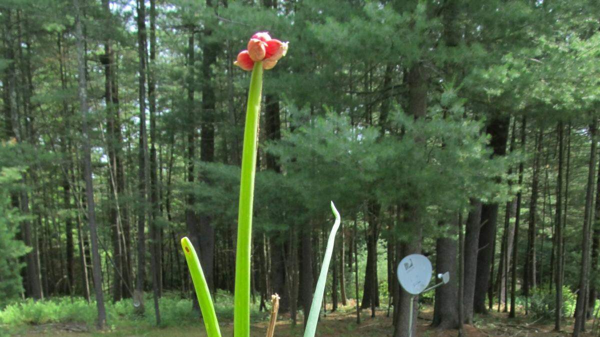 Egyptian Walking Onions are one of the first plants to emerge in the spring. 