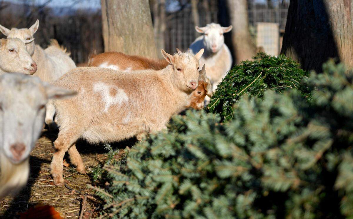 The goats at Whitetail Lane Farm munch on old Christmas trees on Wednesday.
