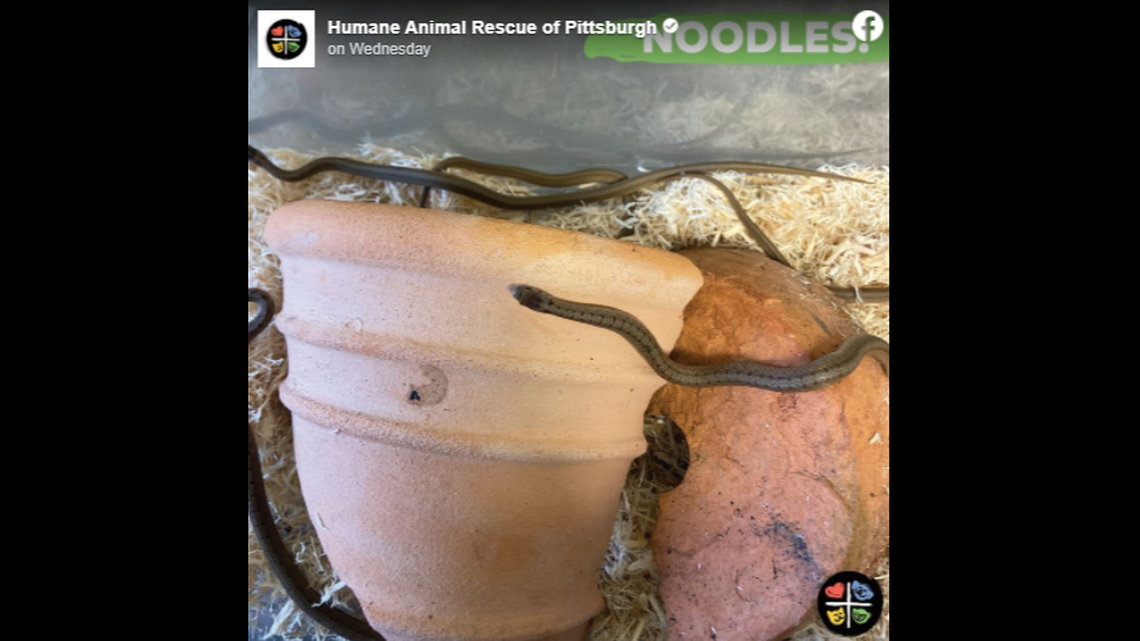 A Pennsylvania wildlife rescue group took in a group of snakes in mid December.