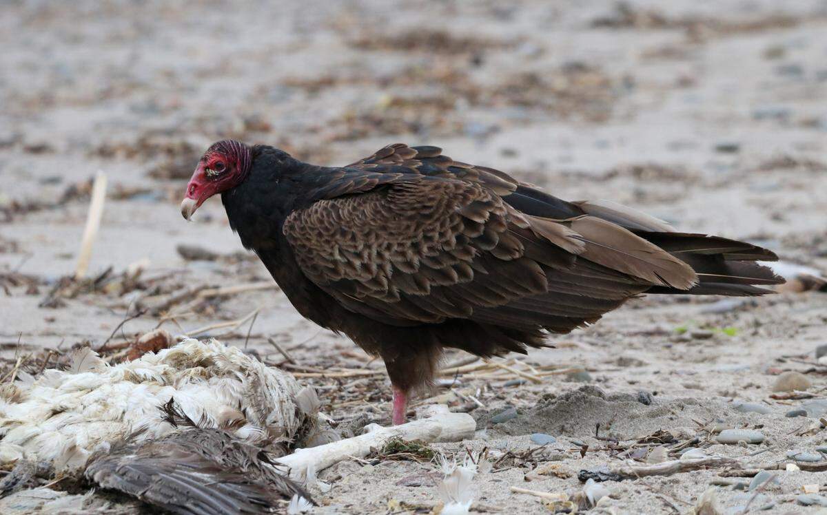 A turkey vulture feeds on a dead goose that washed up along the Lake Erie shore.
