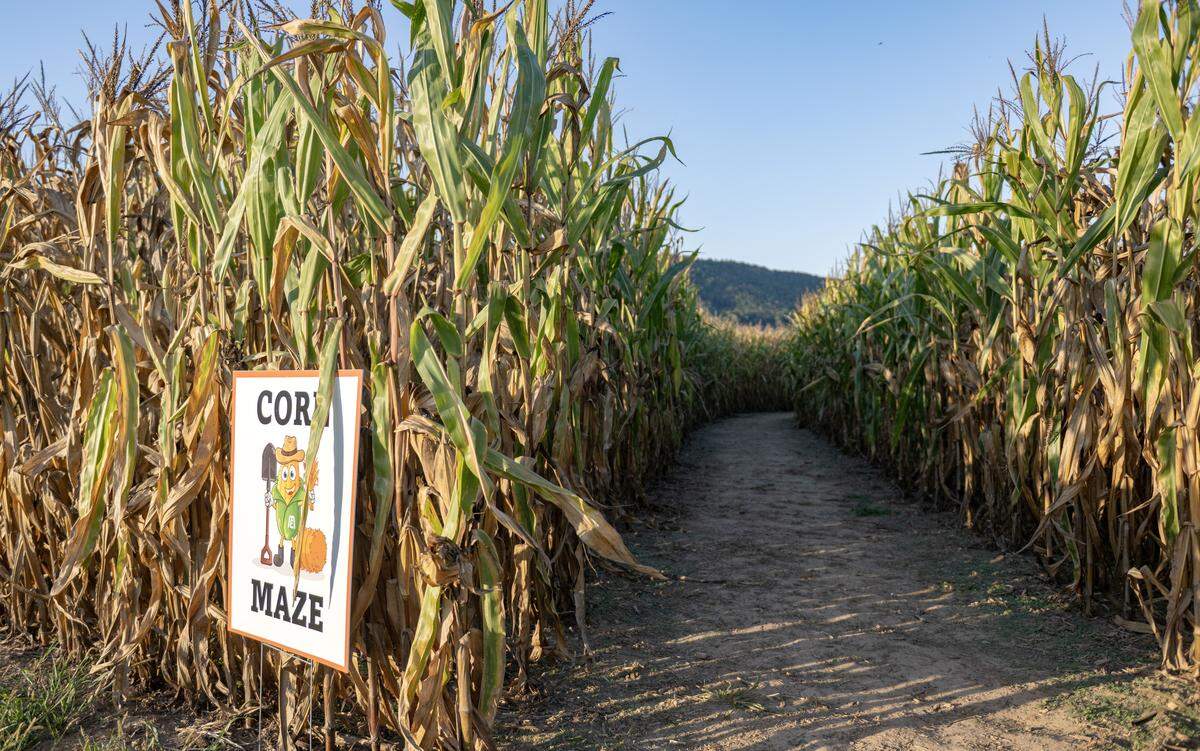The entrance to the corn maze at Mountain Edge Farm on Monday, Oct. 6, 2025.