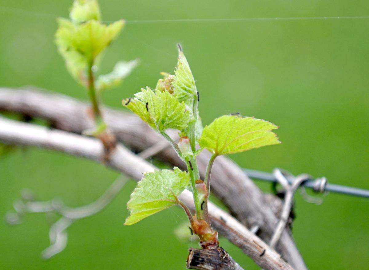 Baby spongy moth caterpillars on Marquette grape vines at University Wine Company on Tuesday April 30, 2024.