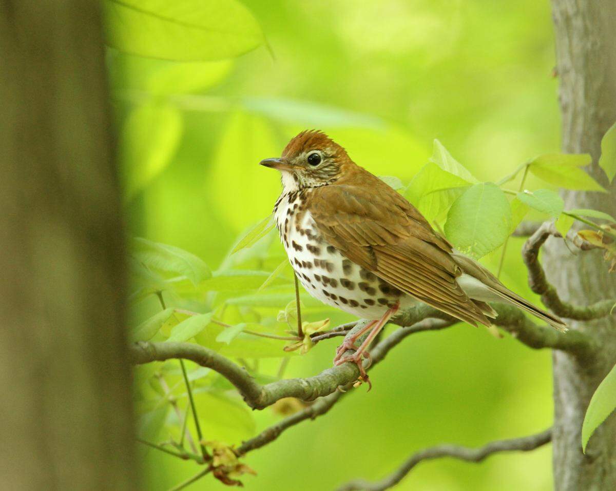 Research has shown that wood thrurshes arrive in Pennsylvania five days earlier than they did during the 1960s, and the nest a full 22 days earlier.