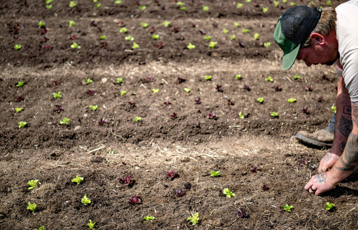 Chris Hench transplants lettuce at Blackbranch Farm on Tuesday, April 9, 2024.