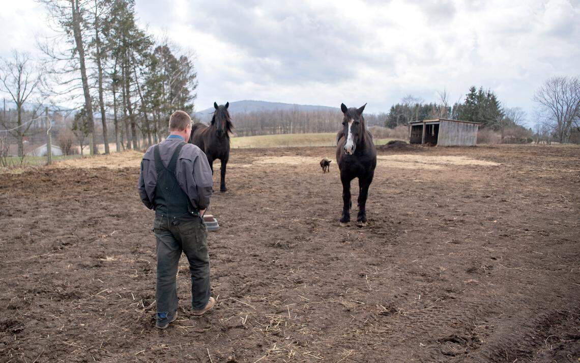 Jesse Darlington walks out to some of his Percheron horses on his family’s farm on Thursday.