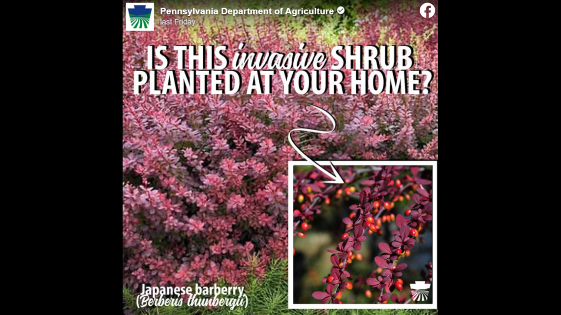 Pennsylvania joins a list of states banning Japanese barberry.