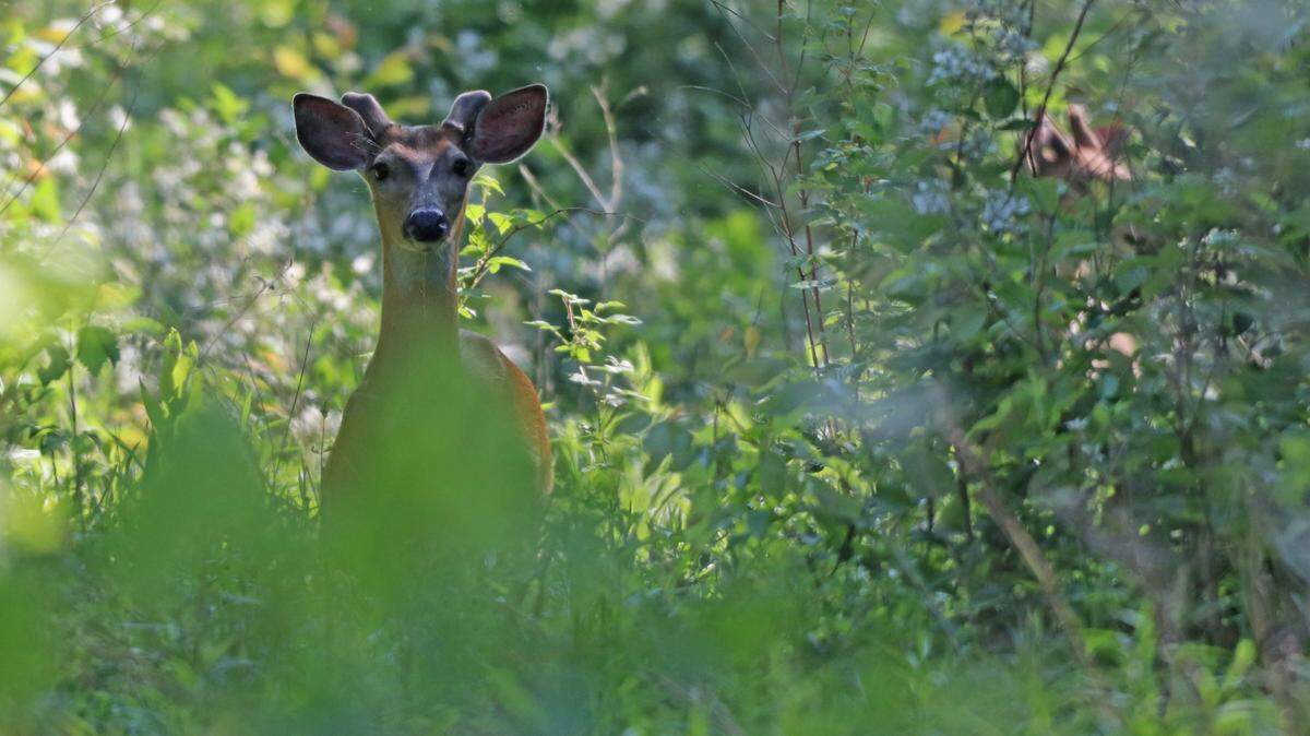A buck was just starting to grow his new antlers in May on State Game Lands 278