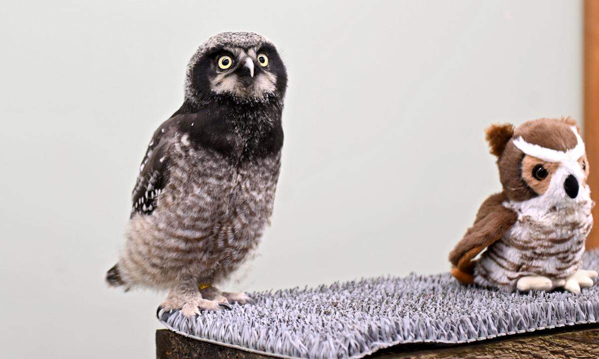 Pip, a Northern Hawk Owl chick, takes a look around the room as he learns how to fly at Shaver’s Creek Environmental Center on Thursday, July 31, 2025.  