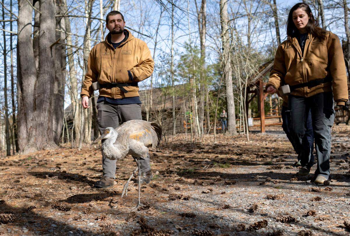 Jane, a sandhill crane, walks with Joe Whitehead and Paige Sutherland Wednesday at Klingsberg Aviary at Shaver’s Creek.