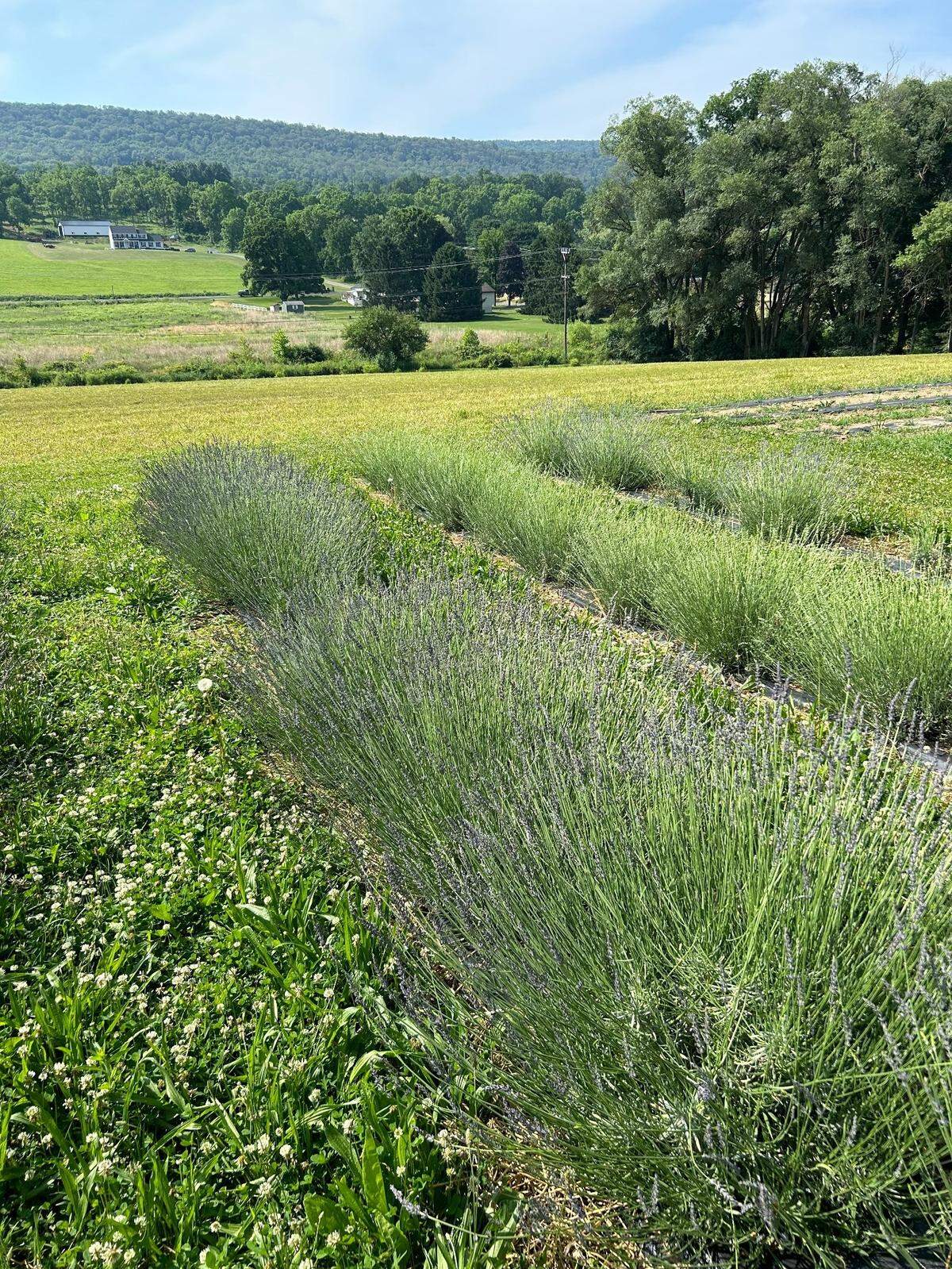 Happy Valley Lavender Farm in State College will open next month for its first open house.