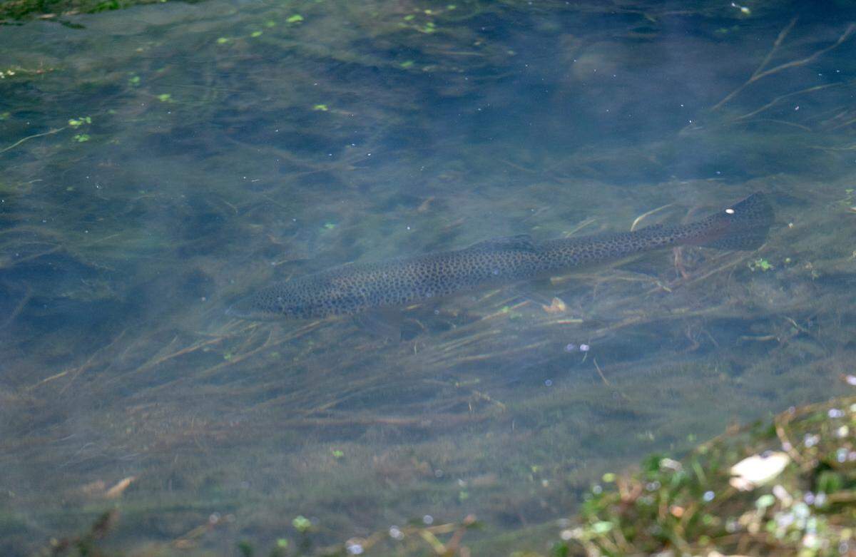 A fish swims in Pine Creek on Wednesday, Aug. 24, 2022.