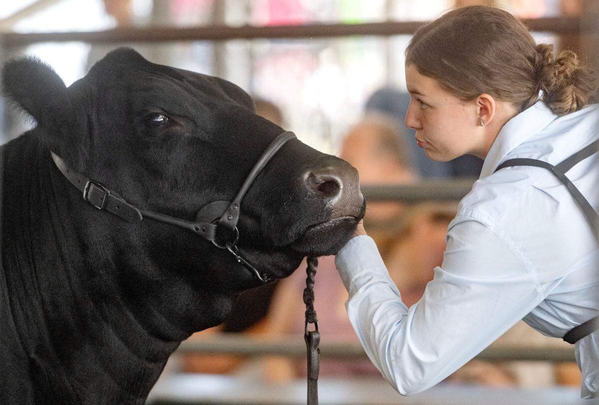 Madison Bowen interacts with her heifer Lola before being crowned the supreme champion female in the open beef show at the Centre County Grange Encampment and Fair on Wednesday, Aug. 21, 2024.  