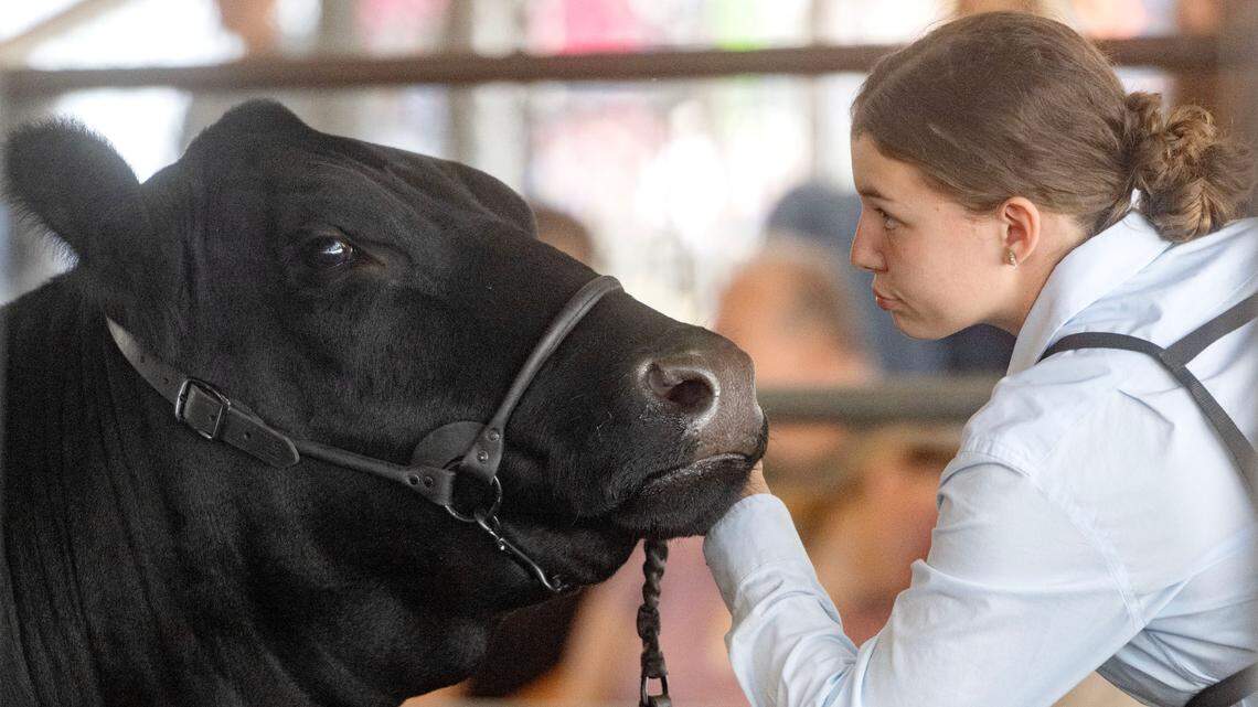 Inside the barns at Grange Fair: Meet some of the animals being shown by 4-H students