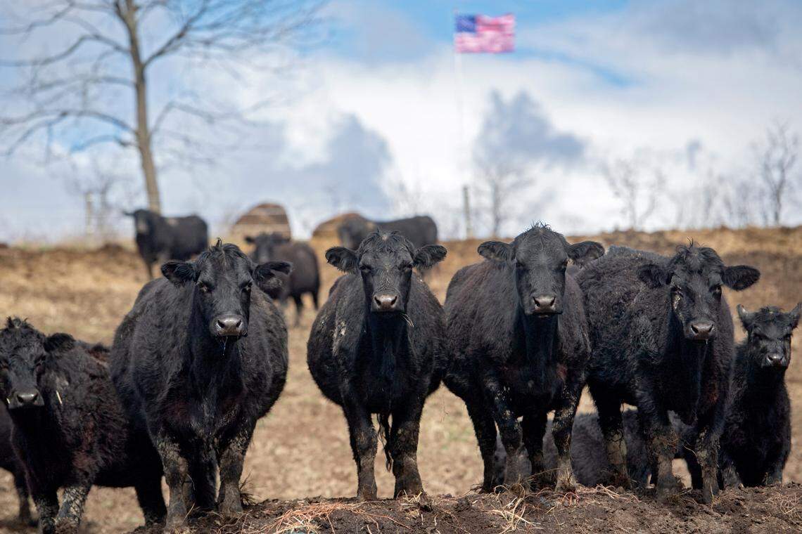 An American flag waves in the breeze as a herd of cattle grazes in a field at Darlington Farm on Friday.