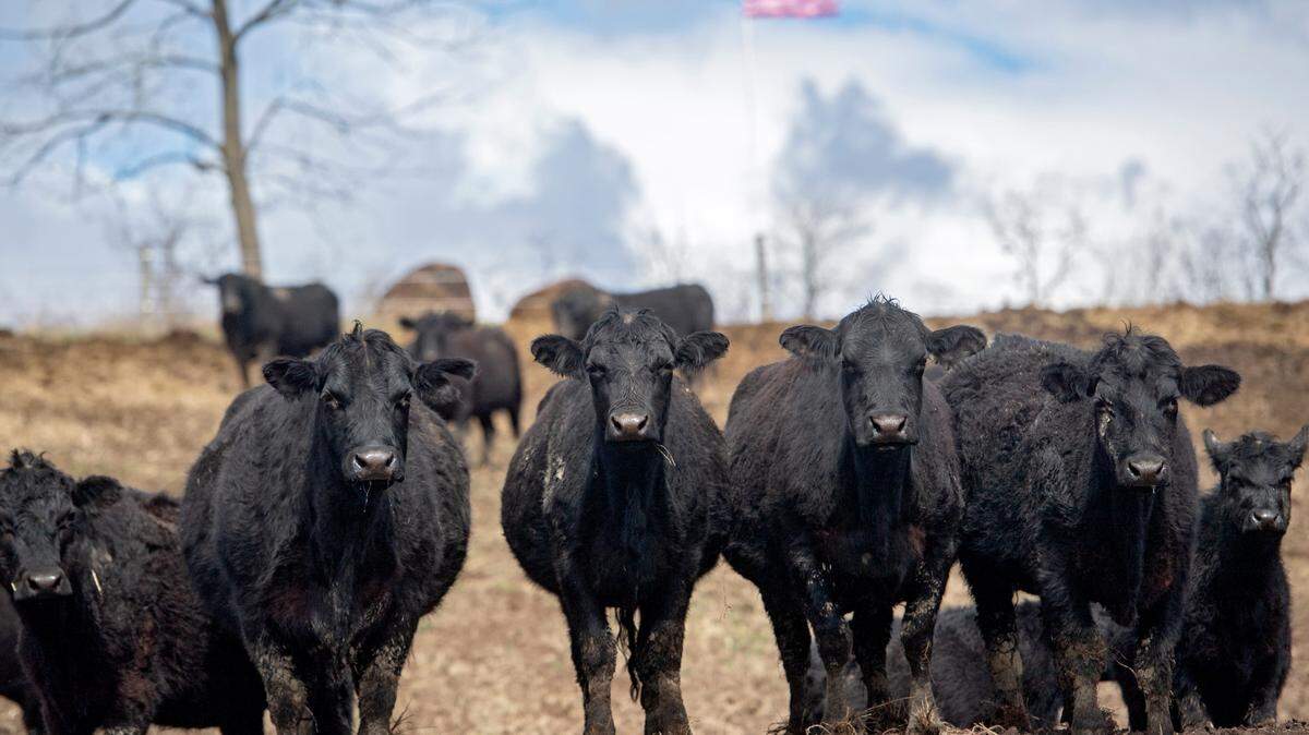 Thousands of cows recently died in Kansas due to excessive heat and humidity, officials say.