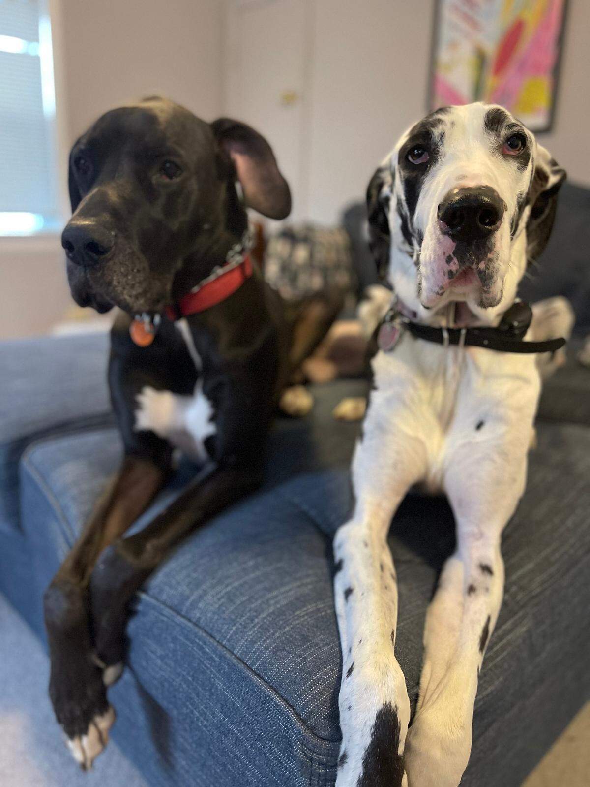 Billy and Bella are both Great Danes.