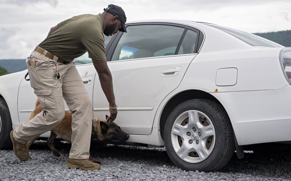 Sgt. J Fortson and his K-9 Cannon demonstrate a car sweep for drugs on Thursday.