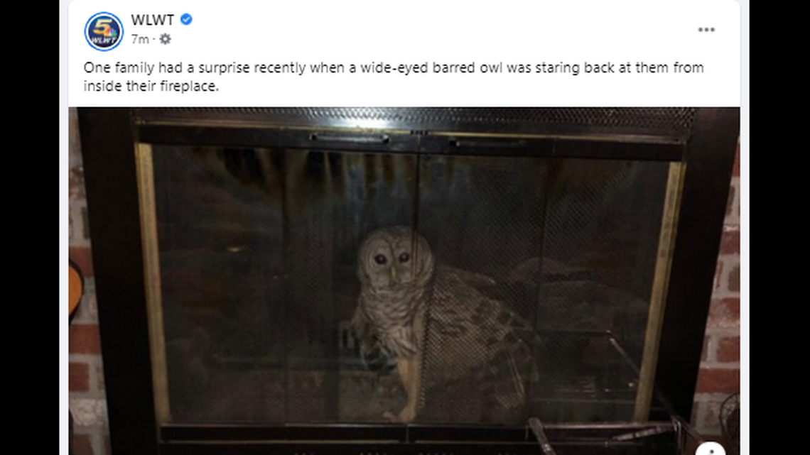 A barred owl found its way into a Massachusetts family’s chimney and ended up in their fireplace.