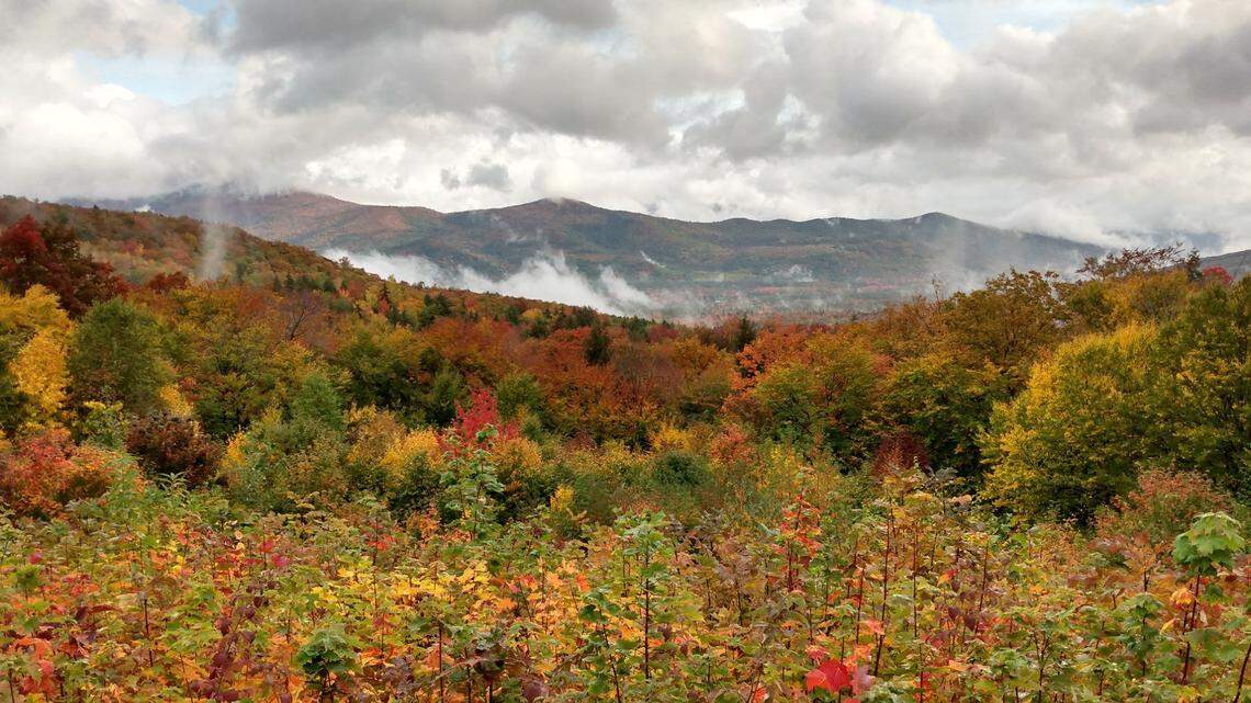 A hiker was killed by a falling tree this week at White Mountain National Forest.