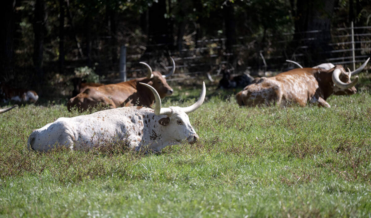 Texas longhorn cattle on the Wildlife tour at Penns Cave on Tuesday, Oct. 1, 2025.