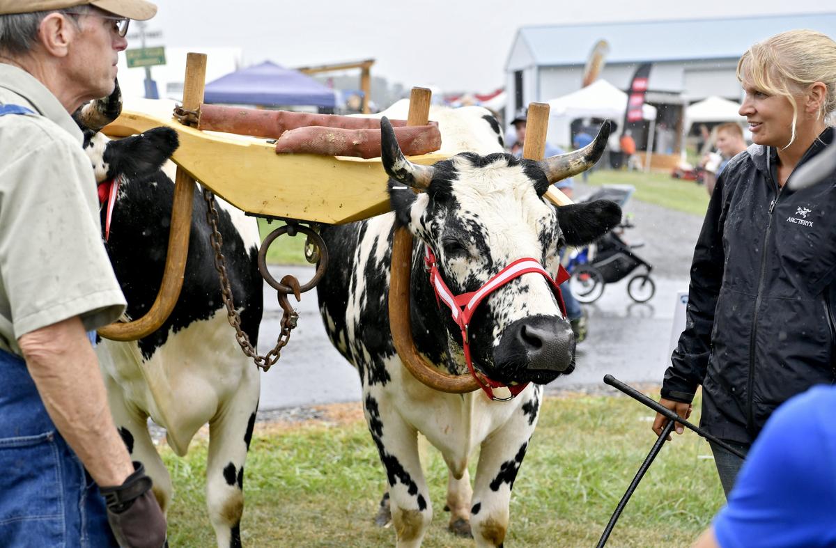 Six-year-old Randall steers Bandit and Smokey stand with their owner Heather Howard at the Penn State Ag Progress Days on Tuesday.