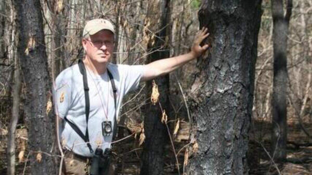 Pat McElhenny, with The Nature Conservancy, examines the effects of fire on a pitch pine tree in SGL 176. McElhenny has been the “fire boss” on all previous prescribed burns at Scotia.
