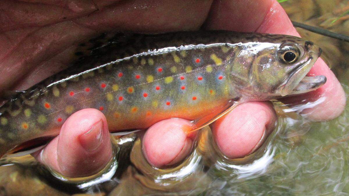 Pennsylvania’s state fish, the native brook trout, is often small, but very colorful.