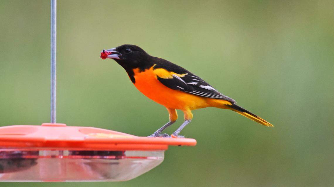 Readying your bird feeder and bath for spring visitors in Kentucky? Here are some bext practices to avoid the spread of disease.