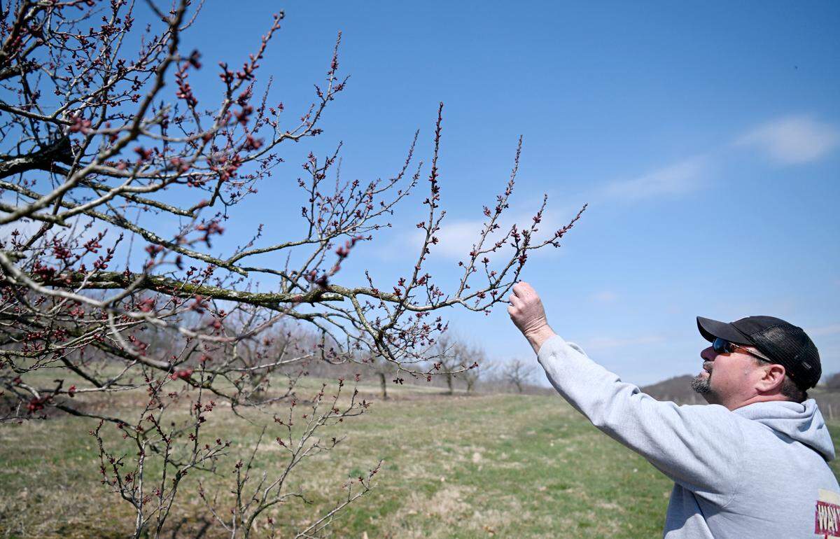Jason Coopey of Way Fruit Farm looks at the buds on apricot trees on Friday, March 22, 2024.