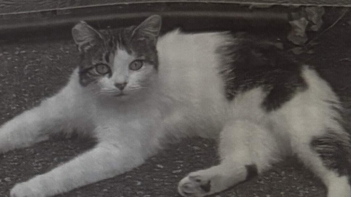 Rescue cat shot, killed in Spring Township. Owners, humane officer asking for help