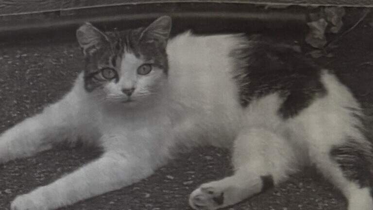 Rescue cat shot, killed in Spring Township. Owners, humane officer asking for help