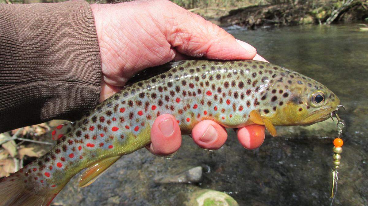 Bright red spots, perfect fins and a large eye indicate that this brown trout is wild.