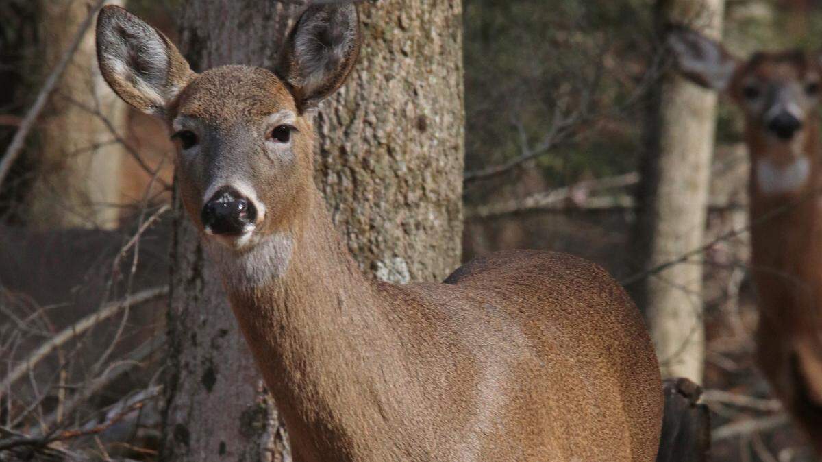 The second round of doe license sales for all hunters begins Monday after the Pennsylvania Game Commission launched a new system last month that had many issues.
