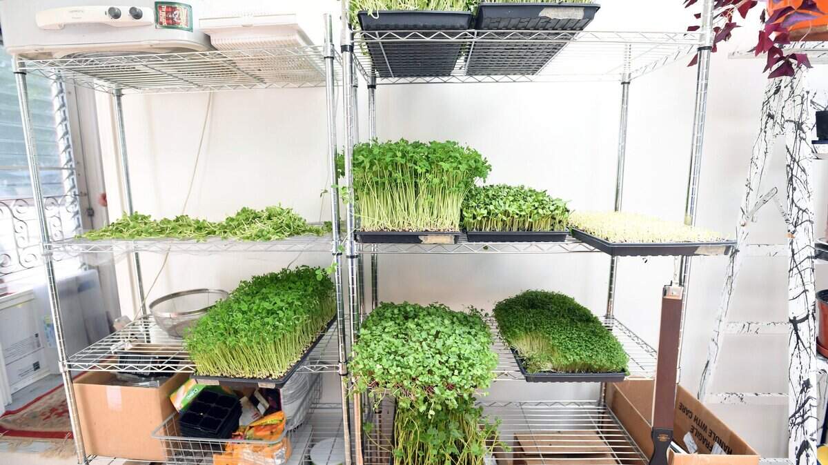Microgreens have gained popularity as a “superfood.”