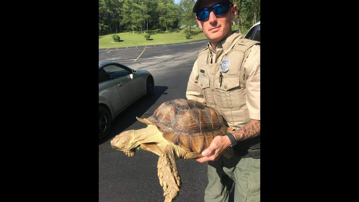 Callers in Pennsylvania’s Washington County reported a giant snapping turtle was walking down the road. It turned out to be an African tortoise.