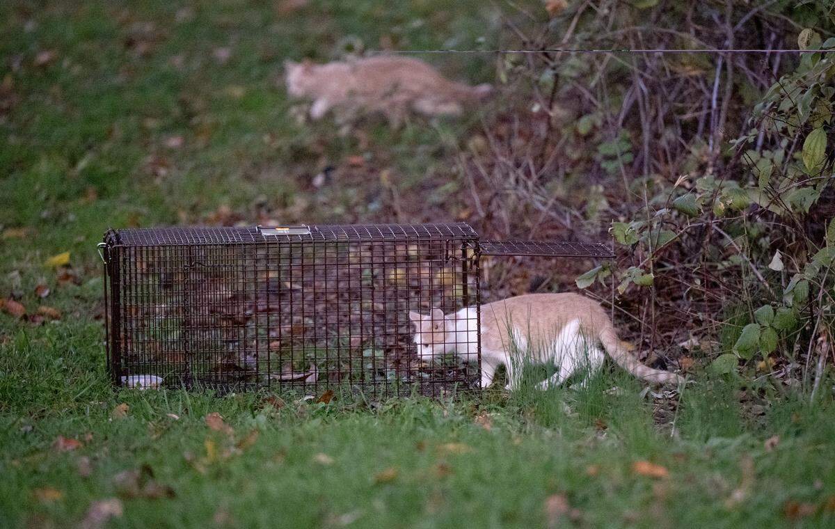 A cat heads toward a trap set by Hope’s Dream Rescue & Sanctuary who is organizing trap-neuter/spay-release (TNR) in Country Place Park in Harris Township on Tuesday, Oct. 14, 2025. This cat had already gone through the TNR process as known by the clipped ear so was released.