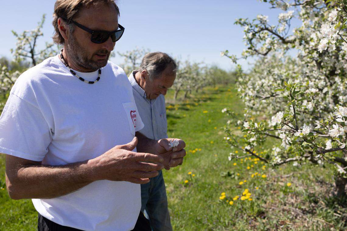 Chris Harner, front, and his dad, Dan, are pictured in the field of Harner Farm at 3191 W. College Ave. on Monday, April 28, 2025.