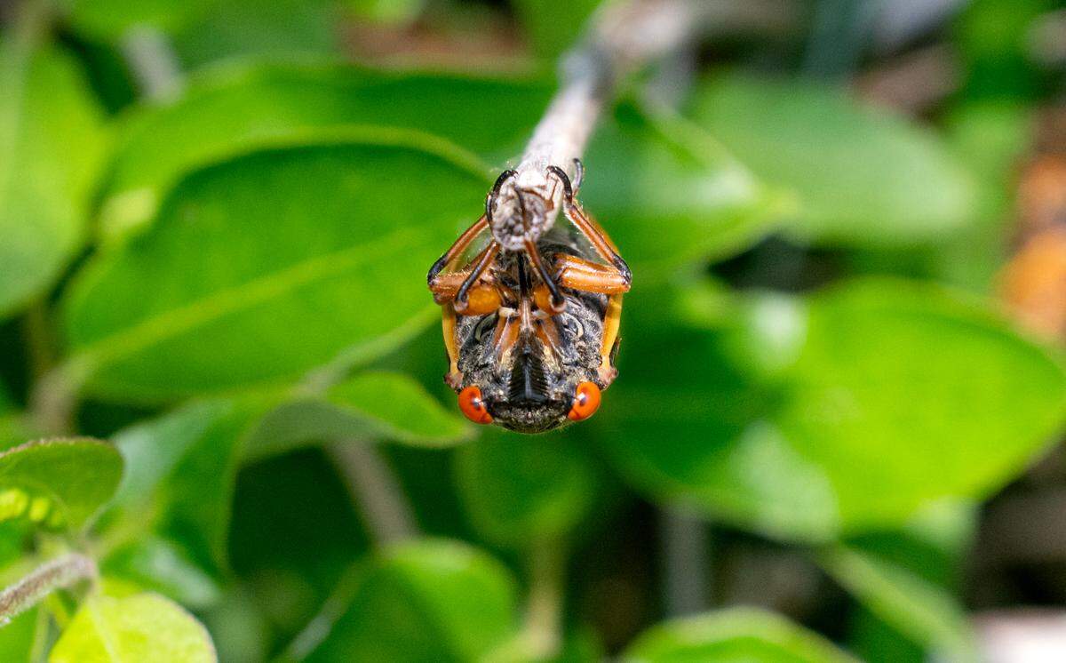 A Brood XIV cicada on a stick in Bellefonte on Tuesday, June 3, 2025.