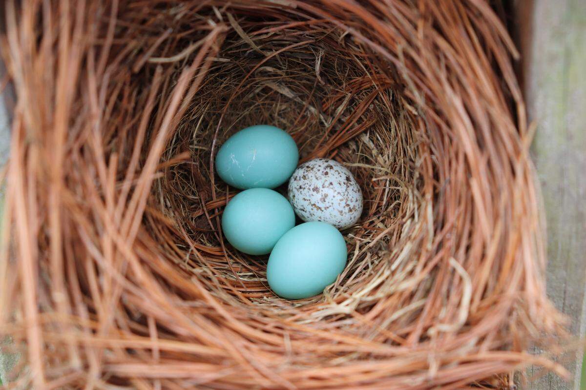 A brown-headed cowbird laid a specked egg in this bluebird nest.