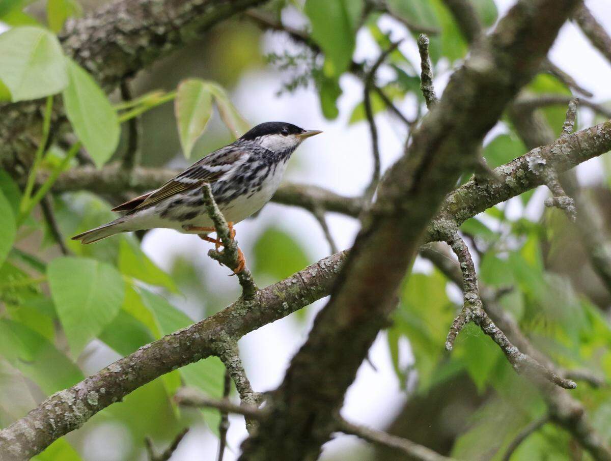 The elusive blackpoll warbler is pictured in Presque Isle State Park.