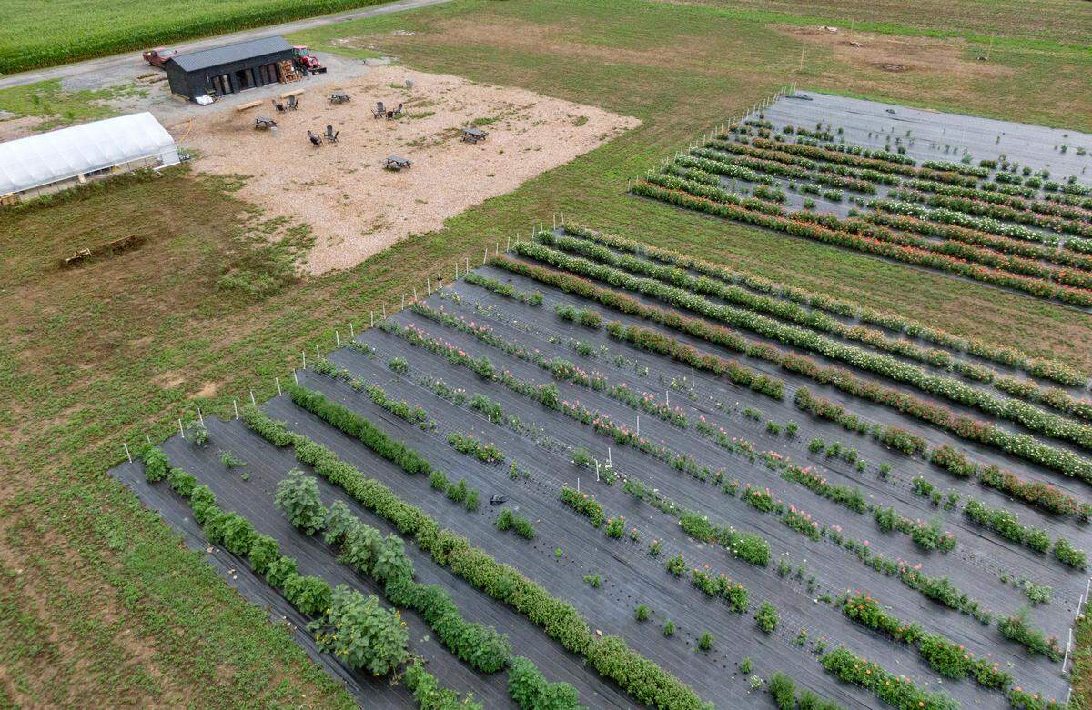 An aerial view of Rooted Farmstead and some of the flowers on Friday, Aug. 5, 2022.