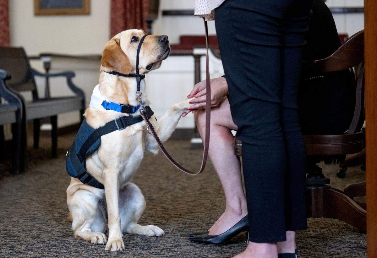 Missie, the newest member of the Centre County District Attorney’s Office, shows off some of her skills in the courtroom at the Centre County Courthouse on Friday, June 14, 2024. The 2 1/12 year old yellow Labrador retriever mix will help bring comfort to victims.