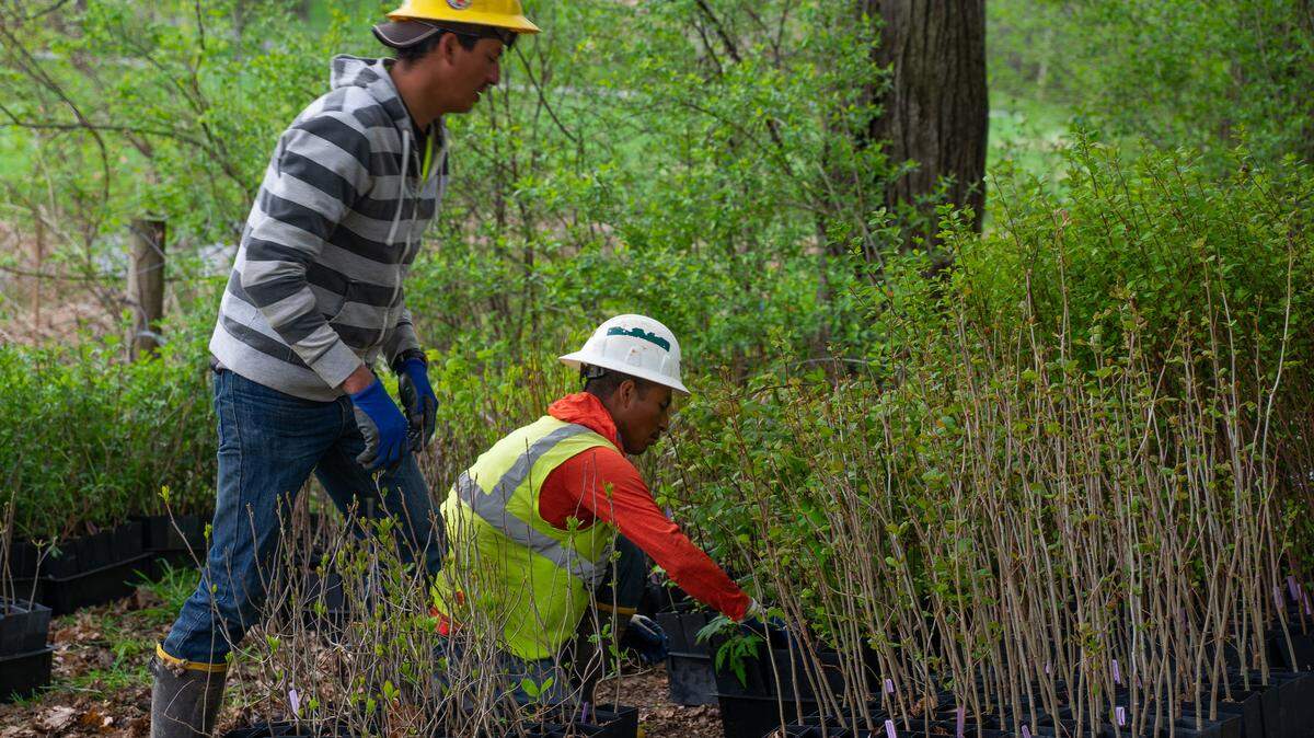 Employees from Native Creations Landscape Service sort through plants that are being used to form a riparian buffer to protect Slab Cabin Run on the Meyer Dairy property in College Township.