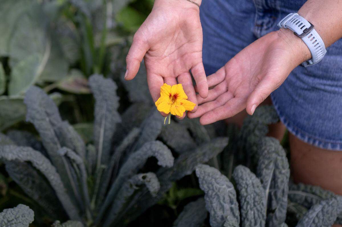 Grace Lewis shows a nasturtium flower she grew on her plot at the Penn State Community Garden on Wednesday, July 30, 2025.