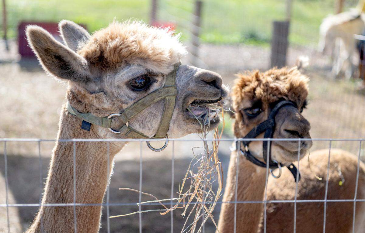The alpacas at Living Faith Acres Farm munch on some hay on Friday, Sept. 23, 2022.