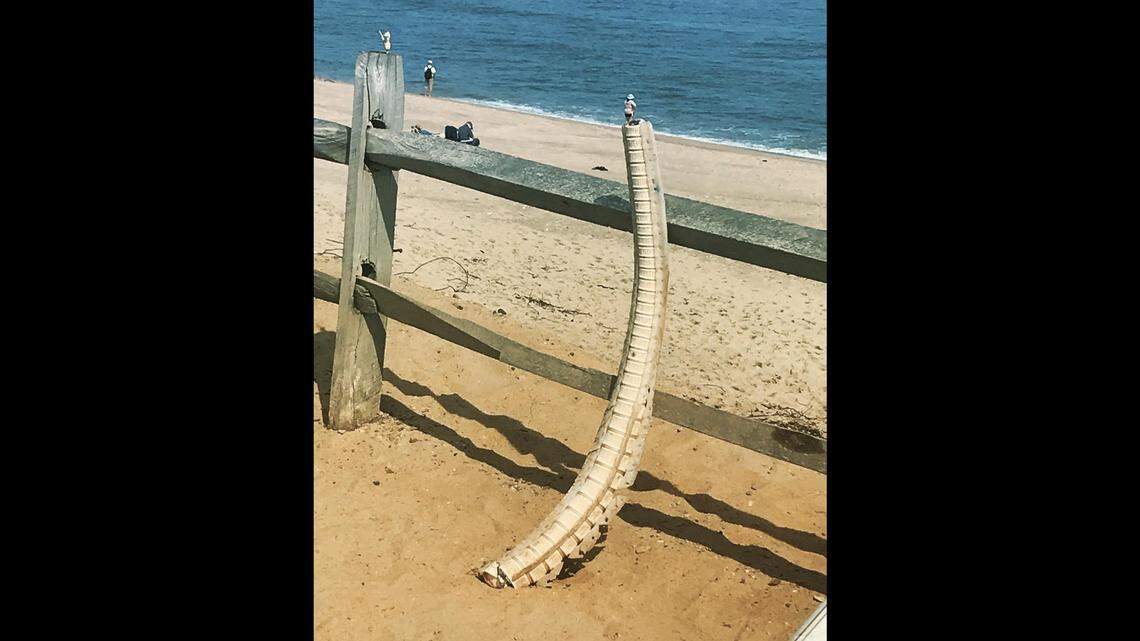This rather large bow-shaped object washed ashore in Cape Cod, puzzling a cleaning crew. It was discovered to be the spine of a great white shark.